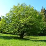 Carpinus betulus
