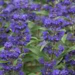 Caryopteris  x clandonensis 'Grand Bleu'®  - Sötétkék virágú kékszakáll