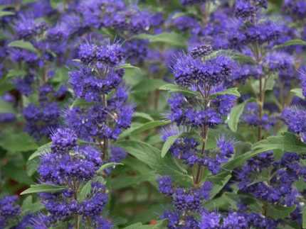 Caryopteris  x clandonensis 'Grand Bleu'®  - Sötétkék virágú kékszakáll
