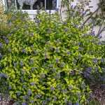 Caryopteris x clandonensis  'Hint of Gold'® - Sárgás levelű kékszakáll