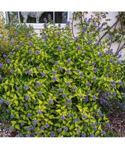 Caryopteris x clandonensis  'Hint of Gold'® - Sárgás levelű kékszakáll