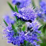 Caryopteris clandonensis 'Kew Blue' - Sötétkék virágú kékszakáll