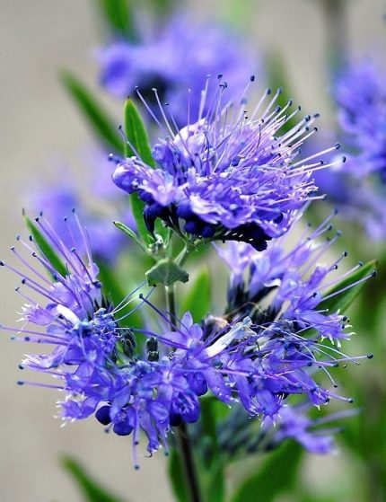 Caryopteris clandonensis 'Kew Blue' - Sötétkék virágú kékszakáll