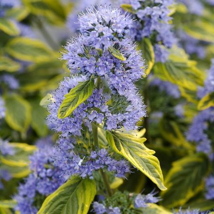 Caryopteris x clandonensis 'Summer Sorbet' ®  - Sárgatarka levelű kékszakáll