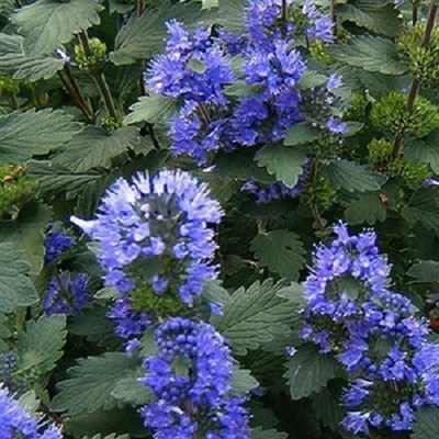 Caryopteris incana 'Cary' - Sötétkék virágú kínai kékszakáll