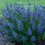 Caryopteris x clandonensis 'Beyond Midnight'® -