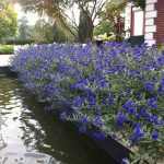 Caryopteris x clandonensis 'Blauer Spatz'® -