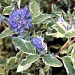 Caryopteris x clandonensis 'White Surprise'® - Fehértarka levelű kékszakáll