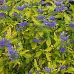 Caryopteris x clandonensis 'Worchester Gold' - Sárgás levelű kékszakáll