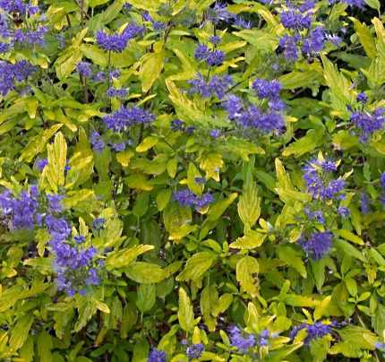 Caryopteris x clandonensis 'Worchester Gold' - Sárgás levelű kékszakáll
