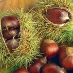 Castanea sativa
