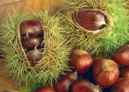 Castanea sativa