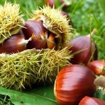 Castanea sativa x mollisima Bouche de Betizac