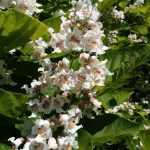 Catalpa bignonioides - Szívlevelű szivarfa