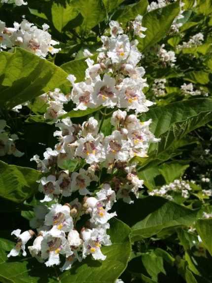 Catalpa bignonioides - Szívlevelű szivarfa