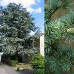 Cedrus atlantica 'Glauca' - Kék atlasz cédrus