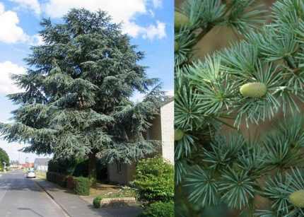 Cedrus atlantica 'Glauca' - Kék atlasz cédrus