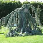 Cedrus atlantica 'Glauca Pendula' - Kék