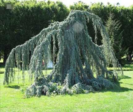 Cedrus atlantica 'Glauca Pendula' - Kék