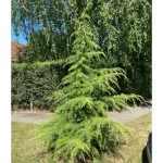Cedrus deodara - Himalájai cédrus