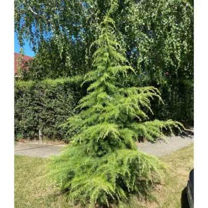 Cedrus deodara - Himalájai cédrus
