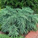 Cedrus deodara 'Feeling Blue' -