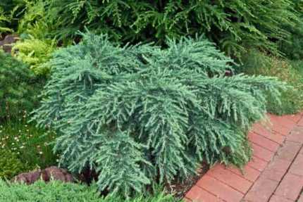 Cedrus deodara 'Feeling Blue' -