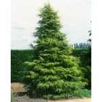 Cedrus deodara 'Kelly Gold' - Aranyló himalájai cédrus