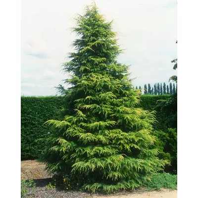 Cedrus deodara 'Kelly Gold' - Aranyló himalájai cédrus