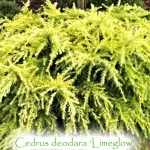 Cedrus deodara 'Lime Glow' -