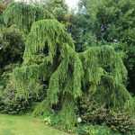 Cedrus deodara 'Pendula' - Csüngő himalájai cédrus