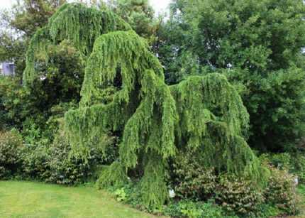 Cedrus deodara 'Pendula' - Csüngő himalájai cédrus