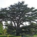 Cedrus libani - Libanoni cédrus