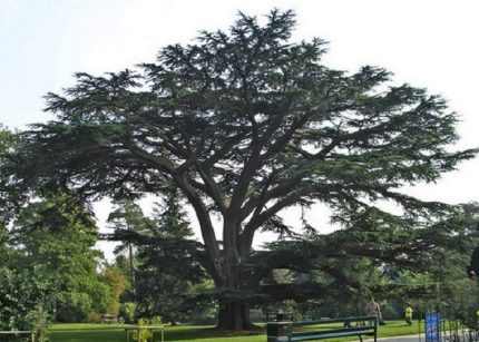 Cedrus libani - Libanoni cédrus