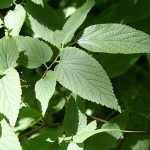 Celtis occidentalis - Nyugati ostorfa