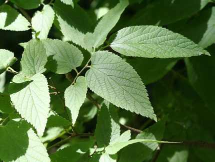 Celtis occidentalis - Nyugati ostorfa
