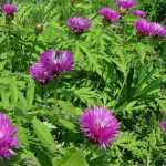 Centaurea dealbata 'Bright Rose' (Szürkés imola)