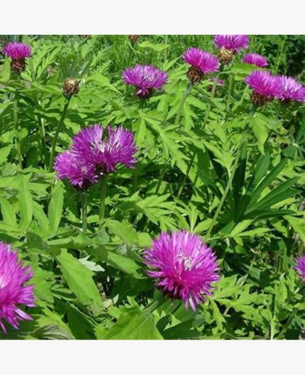 Centaurea dealbata 'Bright Rose' (Szürkés imola)