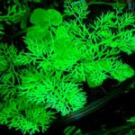 Ceratopteris thalictroides akváriumi növény