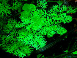 Ceratopteris thalictroides akváriumi növény