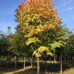Cercidiphyllum japonicum - Kacsurafa