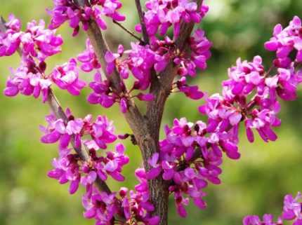 Cercis siliquastrum - Közönséges júdásfa