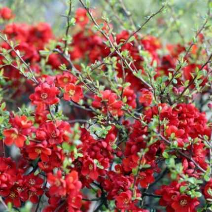 Chaenomeles japonica -