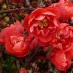 Chaenomeles japonica 'Red Joy' - Piros virágú japánbirs