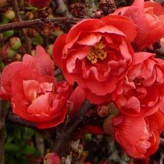 Chaenomeles japonica 'Red Joy' - Piros virágú japánbirs