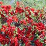 Chaenomeles japonica 'Sargentii' -
