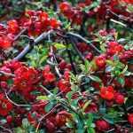 Chaenomeles speciosa 'Hot Fire' - Piros virágú japánbirs