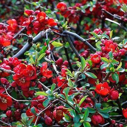 Chaenomeles speciosa 'Hot Fire' - Piros virágú japánbirs