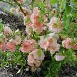 Chaenomeles x superba 'Cameo' - Barackszinű japán birs