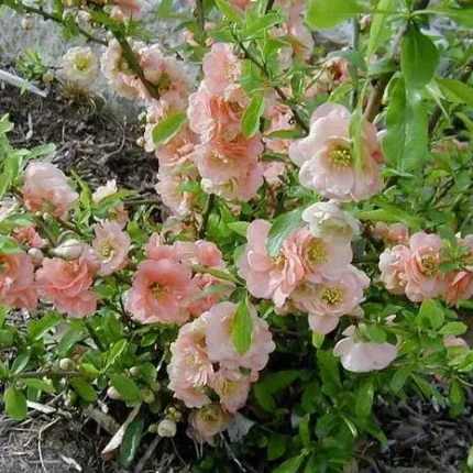 Chaenomeles x superba 'Cameo' - Barackszinű japán birs